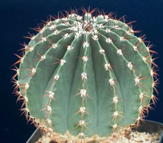 Melocactus_schatzlii